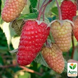 Малина Agro-Market "Исполин" (ранний срок созревания, высокоурожайный и бесшипый сорт) 1-летний саженец (189535) 1 шт в упаковке