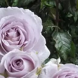 Троянда флорибунда Agro-Market Turn Blue саджанець класу АА+ вищий сорт 1 шт. в упаковці (181185)