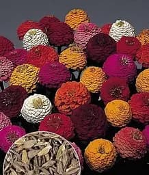 Насіння Весна Цинія Помпонна суміш, на вагу, ціна за 3 г (22429)