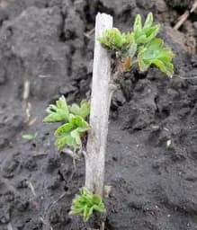 Саджанець Agro-Market Аґрус Золотистий (середній термін дозрівання, має дуже солодкі, великі ягоди) 1 шт. в пакуванні (46131) - мініатюра 3