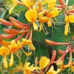 Жимолость Тельмана (Декоративная плетистая) (48906) 1 саженец