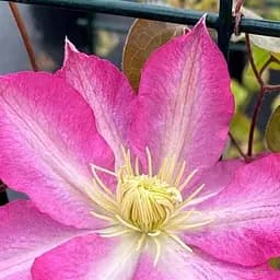 Саджанець Agro-Market Клематис 2-х річний Asao вазон С2 вазон (181576)