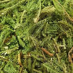 100 г плаун булавовидный трава сушеная - свежий урожай