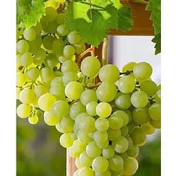 Саджанець Agro-Market Виноград Dr. Smidtmans (сортовий, укорінений) (153322) 1 шт.