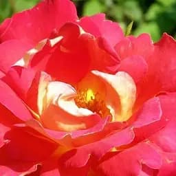 Троянда паркова Agro-Market Павине око саджанець класу АА+ вищий сорт 1 шт. в упаковці (15902)