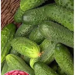 Насіння Весна на вагу Огірок Метеор F1 ціна за 2 г (21619)