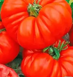 Насіння Весна на вагу Томат Японський краб ціна за 1 г (178277)