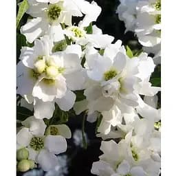 Экзохорда кистовидная 2-х летняя Magical Springtime высота 30-50см (115242) 1 саженец