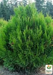 Саджанець Agro-Market Туя складчаста Kornik С3 висота 50-60 см 1 шт. в упаковці (101943) - мініатюра 2
