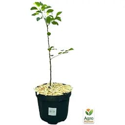 Саджанець Agro-Market Груша Ред Фаворитка укорінена в контейнері (саджанець 2 роки) (153293) - мініатюра 2