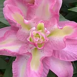 Лілія Махрова "Lucky Angel" (177189) 1 шт