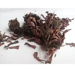 Ехінaцея пурпурова Квіти Рудбекія Purple echinacea