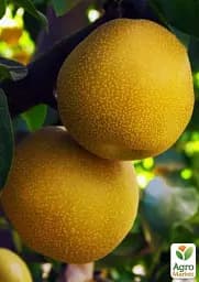 Саджанець Agro-Market Азіатська груша Дайсуле (літній сорт) 1 шт. в упаковці (45356) - мініатюра 2