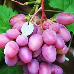 Саджанець Agro-Market Виноград Парижанка (найранніший термін дозрівання, має тривалий термін зберігання ягід) 1 шт. в пакуванні (24081)