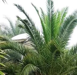 Саджанець Agro-Market Фінік Канарський Phoenix Canariensis (висота 40-60 см) (133944) 1 шт. в упаковці