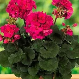 Пеларгонія зональна Dark Line "Neona" (184999) 1 саженец