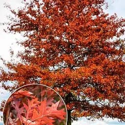 Дуб іспанський Agro-Market Quercus palustris вазон Р9 190025 1 саджанець в упаковці