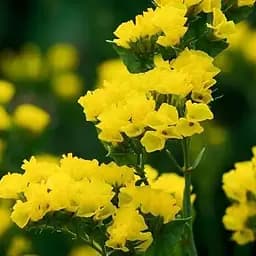 Статиця "Hipster Yellow" (кермек лимоніум сухоцвіт) (190069) 1 саджанець