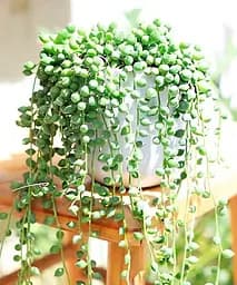 Саджанець Agro-Market Сенеціо (хрестовник) Herreianus кімнатний 10-15 см 1 шт. в упаковці (179934)