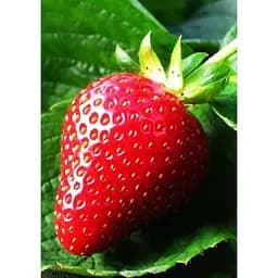 Саджанець Agro-Market Полуниця Зірниця 5шт (ранній термін дозрівання, сорт стійкий до хвороб) (36606)