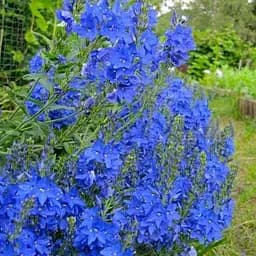 Вероніка Австрійська "Royal Blue" (189449) 1 саженец