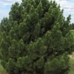 Сосна Крымская Agro-Market ком/сетка высота 150 см 179899 1 саженец в упаковке