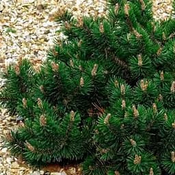 Сосна щеплена Agro-Market 2-х річна гірська Humpy С2 висота 20-25 см 187455 1 саджанець в упаковці