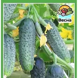Насіння Весна Огірок Кураж F1 самозапильний 0.25 г (10590)