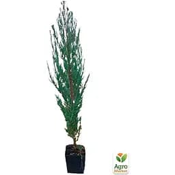 Саджанець Agro-Market Ялівець скельний 4-х річний Blue Arrow С3 висота 80-90 см (116265) - мініатюра 4