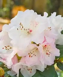 Саджанець Agro-Market Рододендрон Вільямса 2-х річний Gartendirektor Rieger С2 висота 25-40 см (152182) 1 шт. в упаковці