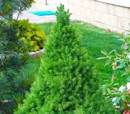 Саджанець Agro-Market Ялина канадська Conica (ком/сітка) висота 110-115 см 1 шт. в упаковці (71821)