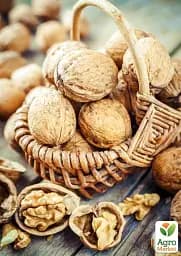 Саджанець Agro-Market Волоський горіх щеплений Chandler (селекція США середньостиглий термін дозрівання) 1 шт. в упаковці (42983) - мініатюра 4
