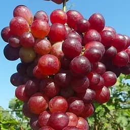 Саженец Agro-Market Виноград Чайная роза (ранний-средний срок созревания, не повреждается осами) 1 шт.