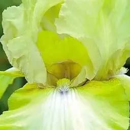 Ирис бородатый крупноцветковый "County Cork" 1 шт (41109)