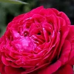 Троянда флорибунда Agro-Market 4 вітрів Rose des 4 Vents саджанець класу АА+ вищий сорт 1 шт. в упаковці (181487)