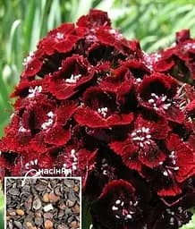 Семена Весна Гвоздика турецкая Мираж (Зипер) 0.5 г (115685)