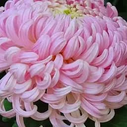 Хризантема "Toronto Rose" (низькоросла великоквіткова) (189678) 1 саженец