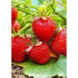 Саджанець Agro-Market LMTD Полуниця-суниця Elsanta (гібрид, ранній термін дозрівання) з Нідерландів 1 шт. в упаковці (146237)