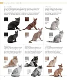 The Cat Encyclopedia - мініатюра 4