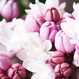 Саженец Agro-Market Сирень махровая инвитро Анабель (Syringa Anabe) вазон С1,5 (155480)