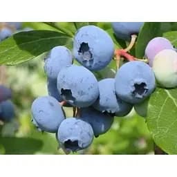 Саджанець Agro-Market Лохина (чорниця садова) Річка (середній термін дозрівання, один з найпопулярніших сортів) 1 шт. в упаковці (46160) - мініатюра 4