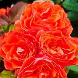 Троянда флорибунда Agro-Market Леді оф Белград саджанець класу АА+ вищий сорт 1 шт. в упаковці (120466)