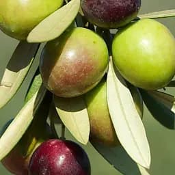 Оливкове дерево Agro-Market Picual вазон Р9 187079 1 саджанець в упаковці кімнатний