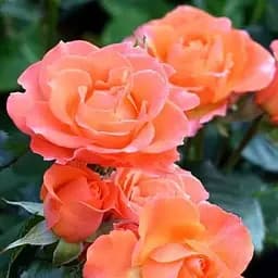 Роза мелкоцветковая (спрей) Agro-Market Литл Сенсейшн саженец класса АА+ высший сорт 1 шт. в упаковке (105453)