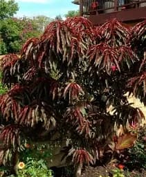 Саджанець Agro-Market Нектарин колоновидний червонолистний Бургунді 1 шт. в упаковці (51434)