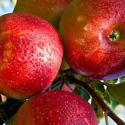 Саженец Agro-Market Яблоня Джонаголд Декоста (зимний сорт, поздний срок созревания) (39829) 1 шт. в упаковке