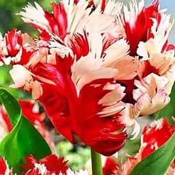 Саженец Agro-Market Тюльпан Estella Rijnveld 10/11 большой 3 шт.