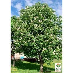 Саджанець Agro-Market Каштан кінський Aesculus (красиво квітуче дерево) (120914) - мініатюра 4