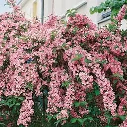 Вейгела на штамбе "Rosea" вазон С3 высота 150-170см (182745) 1 саженец