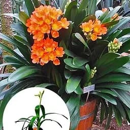 Клівія Agro-Market  Clivia miniata" (вічнозелена багаторічна кімнатна рослина) (122873) 1 саджанець в упаковці кімнатний Нідерланди - мініатюра 3